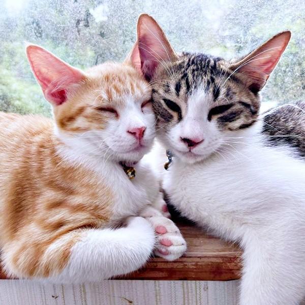 窓辺で寄り添う（左から）月ちゃん、テトくん（画像提供：たちつてとさん）