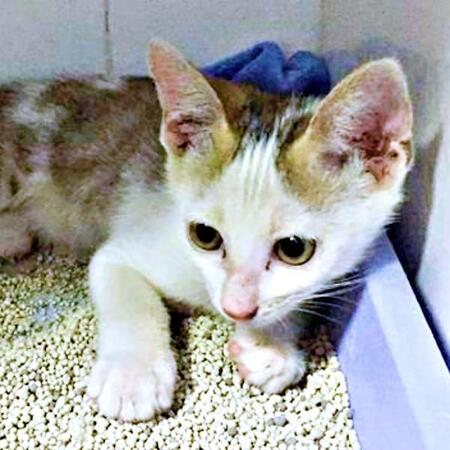 ベトナムの路地で衰弱していた子猫、長旅を越えて日本へ…食事面で苦労したけど“わがままで愛しい家族に”