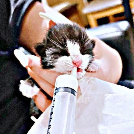 ゴミ捨て場に遺棄された子猫 140グラムの小さな命を救う奮闘記 1年後、不思議な声でおしゃべりするイケニャンに