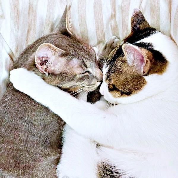 家に来てすぐにぴったりくっついていた（左から）満天くん、花丸くん（画像提供：*ig*さん）