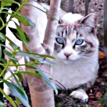 雨に打たれた地域猫を保護したが…夜鳴きや威嚇に悩み　「自由を奪ったのでは」今も触れられないけれど伝えたい変わらぬ愛