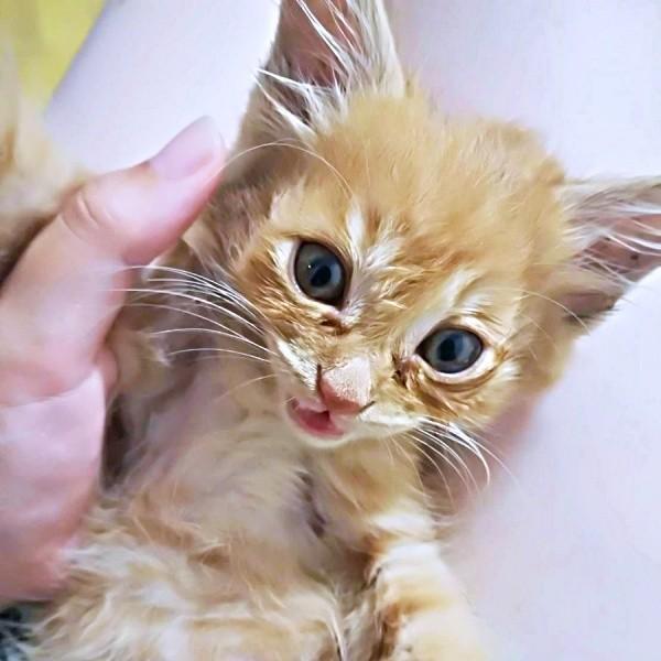 線路脇から保護された虎太郎くん。4年後、大変身（画像提供：梅虎さん）