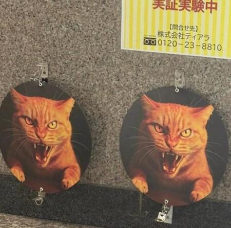新宿駅通路に、牙をむいた猫のイラスト!?「実証実験中」って、いったい何の?