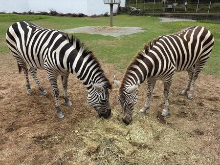 シマウマをサーモカメラで撮影したら？→やっぱり！「こんなにくっきり差が出るとは」「てことはパンダも？」