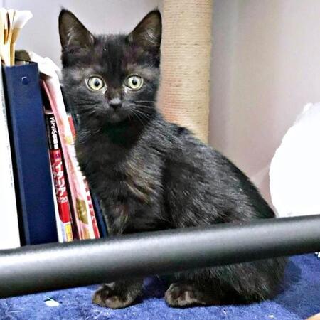 繁華街でひとりぼっちだった子猫…“命のリレー”で結ばれた縁 先住猫に守られて成長し「幻の猫」と呼ばれるように→その理由は?