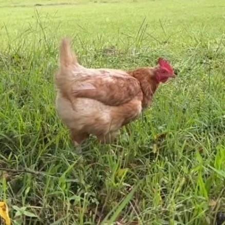 卵を採るニワトリは、生後1年半で処分されるって知ってた？そんな鶏をペットとしてお迎え→命をつなぐ“終生飼育”の輪