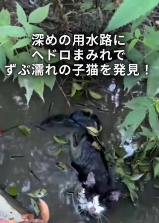溝に落ちヘドロまみれで震えていた子猫　突然のけいれん、極度の衰弱…“生き抜いた小さな命”に救いの手