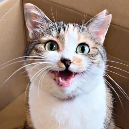 死と隣り合わせだった地域猫 保護猫カフェで「このまま帰ったら後悔する」と家族に 毎晩添い寝する甘えん坊に