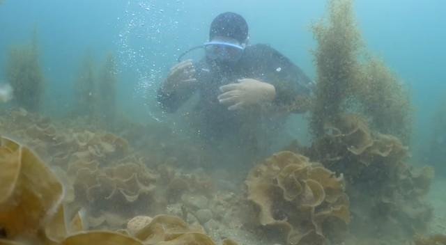 放流された4000匹のクエの行方を調査／スイチャンネルさん（@suichannel-umi）提供