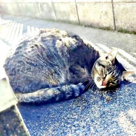 消えた地域猫が1カ月後に現れ→ガリガリに痩せ、ふらふらの姿 先住猫に無断で家族として迎えたが…