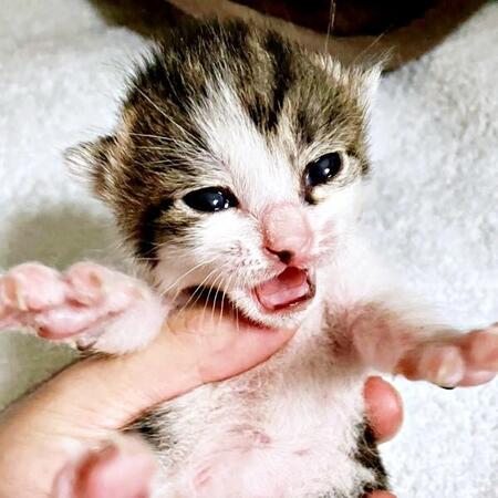 愛猫の死で「もう迎えない」と思ったけれど…運命の出会い 元気いっぱい甘えん坊ぶりに「毎日、笑顔をくれてありがとう」