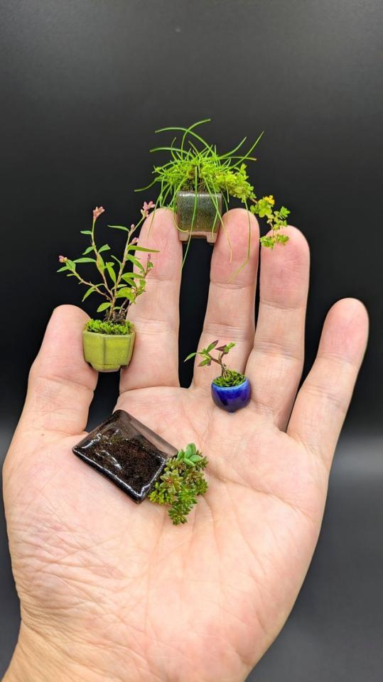 魅力あふれる豆盆栽の世界（画像提供：善福寺まことさん）