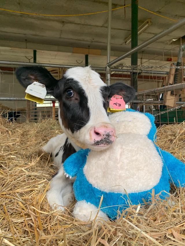 ペコとカビゴン