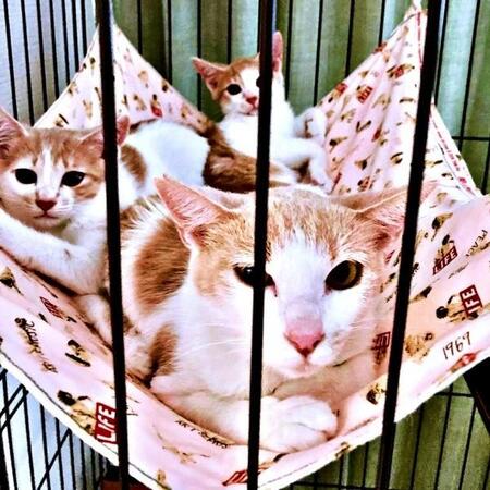 お迎え当日、ぴったりと寄り添う親子猫（画像提供：ともさん）