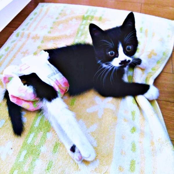 車にひかれて骨折ーー下半身麻痺になったまめちゃん（画像提供：まめさん）