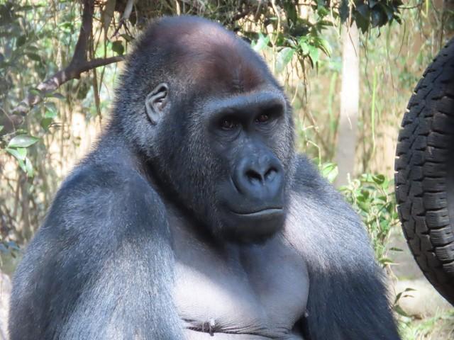 京都市動物園で愛されたゲンタロウは上野動物園に移動した