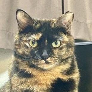 猫が苦手で人には甘える“気の強い保護猫”が見つけた「家族のぬくもり」　FIPの危機を乗り越えた弟分の猫と寄り添う姿