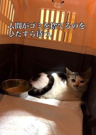 ひとりぼっちで「ゴミを漁る子猫」を保護　「どうしようもない猫」と言われ…「子猫に罪はないのに」救った女性の思い