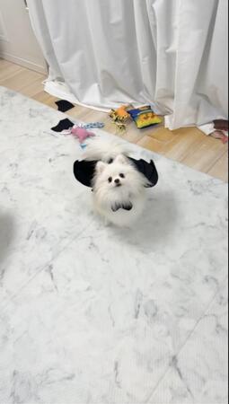 くるりん、ふわっ！（画像提供：ポメラニアン てちメトさん、動画よりキャプチャ、画像を一部トリミング）