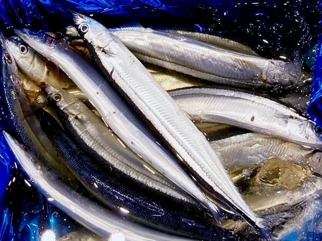 みなさんはサンマをどう焼いていますか？