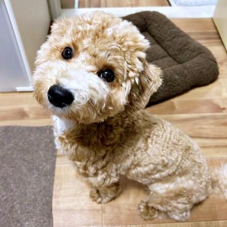 「これでしかご飯食べない…」生後6カ月の子犬が転がるフードを追いかけてパクリ！　ユニークすぎる“ごはんスタイル”に共感の声続出