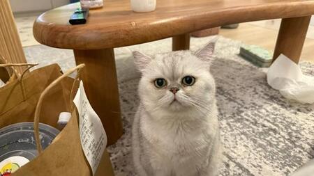 正座して、お手てをそえ、ちゅーるを食べる猫さん…上品なその姿に「めっちゃお行儀いい」