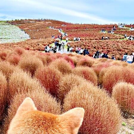 色づいたコキアの絶景と同化する柴犬が話題　もふもふショットに6.4万いいね「ど、どこだ！！」「これ全部、柴では？」