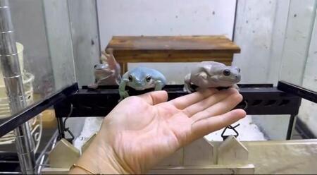 可愛すぎ！ 手を出すとワラワラ乗ってくる人に慣れすぎたカエルたちが話題　飼い主「慣れると表情も変わってきます」