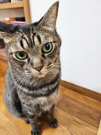 おでこの模様が可愛い猫が話題　家族が気づいた驚きの柄に4.6万いいね「かわいいのコンボ」話題騒然