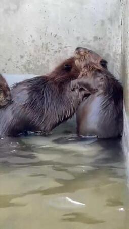 「はっけよーい！のこった、のこった」お相撲しているのは？…もちもちボディでがっぷり四つ