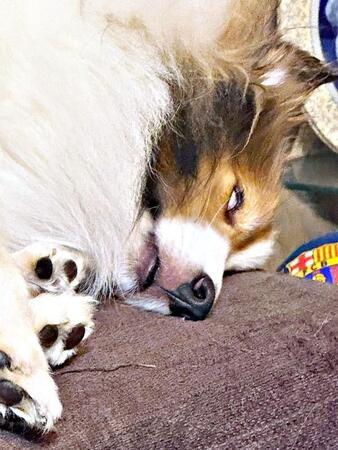 眠気と遊びたい気持ちが大渋滞！？ 白目を剥いて飼い主を見張る犬に爆笑「睡魔に負けとる（笑）」「ゾンビ犬」