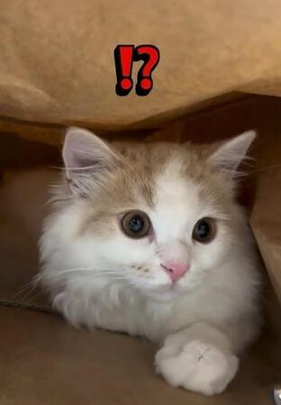 猫「おとどけものですミャ」いないと思ったら…まさかの場所に！「なぜそこ！？」と18万いいね