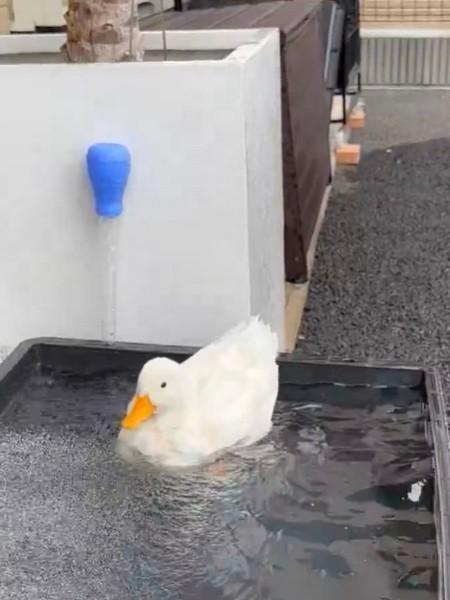 卵は…命や」Xに広がる感激の声 コールダックの産卵の瞬間をとらえた