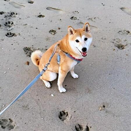 なんだこれは!?犬の散歩中、砂浜に巨大な足跡発見 衝撃的なサイズに反響殺到12万いいね「クマ!?」「ボス級では?」