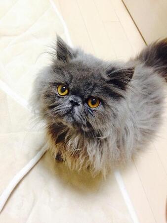 愛猫の遺骨が“真珠”に生まれ変わった日 母なる海へ還る新しい供養「真珠葬」に救われた飼い主の物語