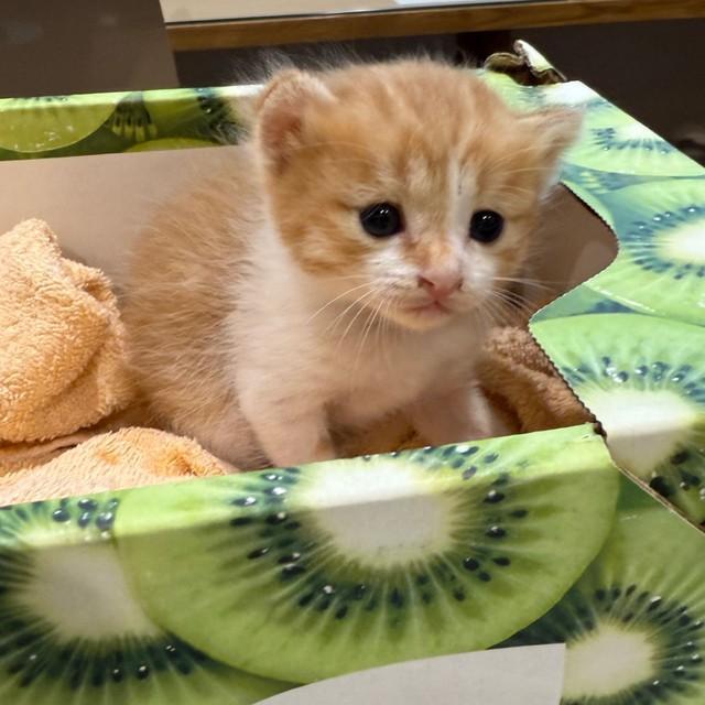 5月にまだまだちっちゃいきなこちゃんが、キウイの箱に入って、動物病院に連れて来られました。