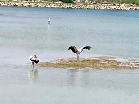 絶滅危惧種コウノトリが大量集結 20羽超の“異例の光景”「これはすごい!」「こんなにたくさん」「縁起がいいなぁ」