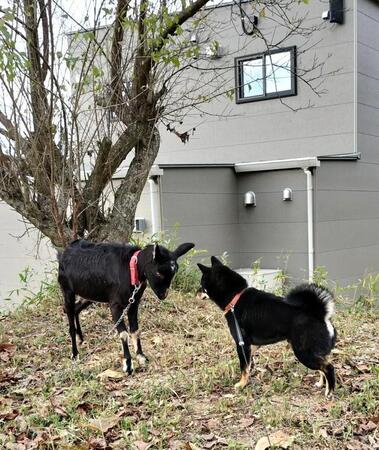 黒柴「仲間かな…?」 自分とそっくりな子に出会って…じっと見つめあう2匹が可愛すぎる