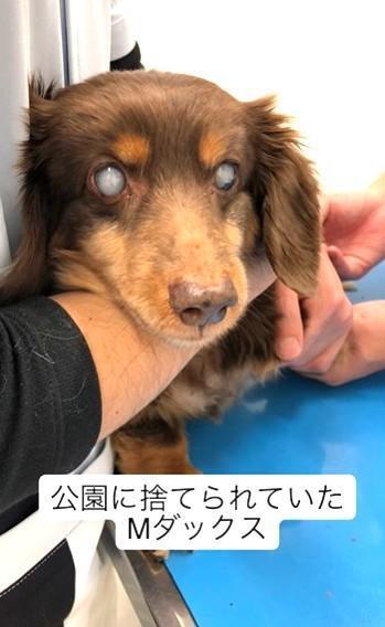 公園に捨てられていた目の見えないミニュチュアダックス犬（たいしおさん提供、Instagramよりキャプチャ撮影）