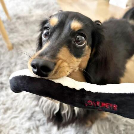 「置いてかないでぇ!」必死に追いかけるダックスの“全力すぎる顔”に3.5万いいね 「愛おしすぎて無理」「いい表情」「一生幸せであれ」