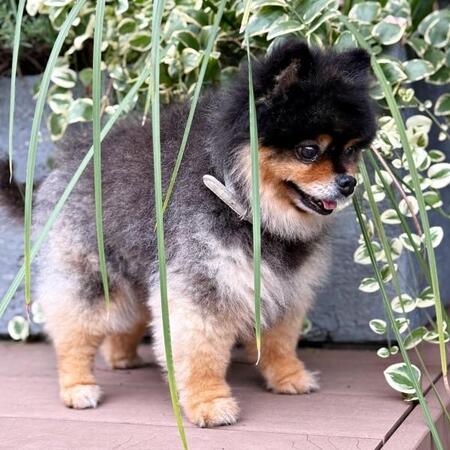 ポメが植物に紛れ込んで…「完全に隠れたつもり」？→丸見えすぎて爆笑　2.9万いいねの“かくれんぼ”劇場に「ばればれだよ笑笑」の声