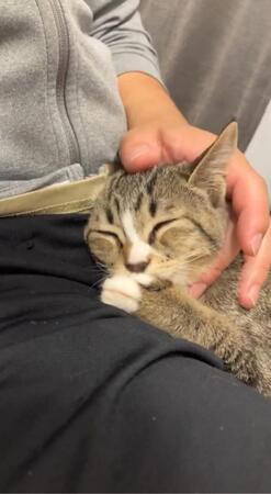 「病院でワクチンを打たれて帰宅した」子猫、指チュパして赤ちゃん返り？「よく頑張った」「いっぱい甘えてね」