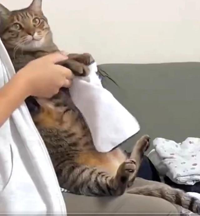 洗濯を畳んでいると、毎回膝に乗っかってくる猫さん（なみおさん提供、Xよりキャプチャ撮影）