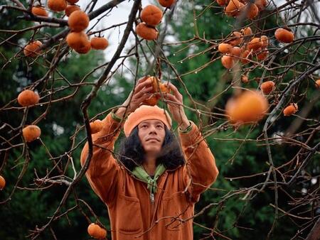 クマ被害の一因となる放置される柿を命がけで収穫・販売！売上をクマ対策にあてる活動が話題に