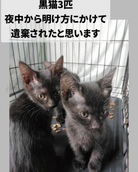 黒猫。 断捨離中出品 bnkpc-pkg_1600x.jpg?v=1667893553