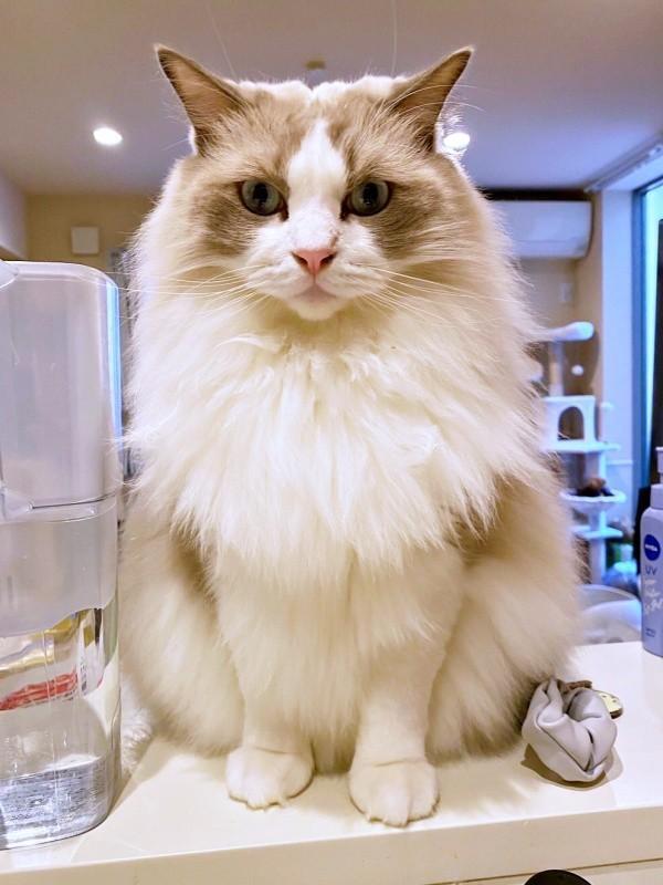 「それ、お刺身ですね？」 じっと見つめるシャルくん（画像提供：しゃるどねこさん）