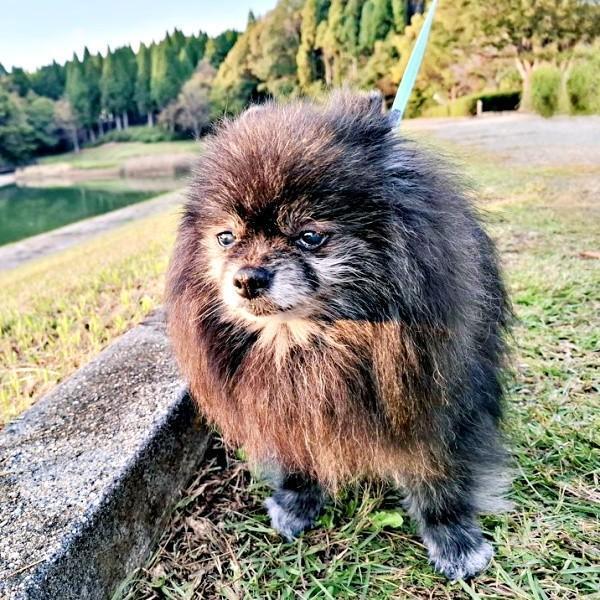 もうすぐ15歳、飼い主さんと散歩を楽しむどんちゃん