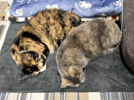 「顔の大きさが違いすぎる！」ぴったり寄り添いこちらを見る猫2匹…嘘みたいな写真が衝撃「猫界のモデル」