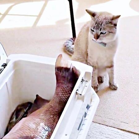 猫さんが自分より大きな魚と対面→「これ食べれるの？」真剣すぎる反応に「興味津々」「耳ぴこぴこしてるのかわいい」