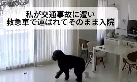 飼い主が突然の入院→心配で呼び続けた愛犬「こんな声、初めて聞いた」見守りカメラを見て「胸が締めつけられる」